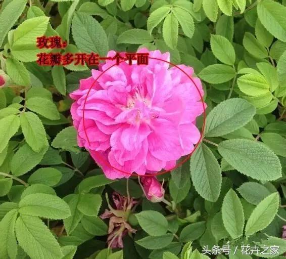 教你快速识别常见易混淆的花卉,教你辨别多种春季常见花