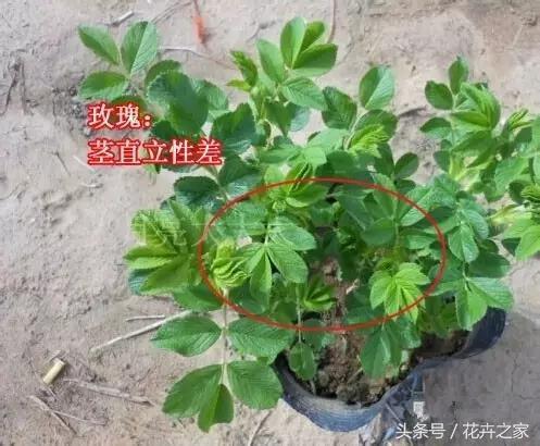 教你快速识别常见易混淆的花卉,教你辨别多种春季常见花