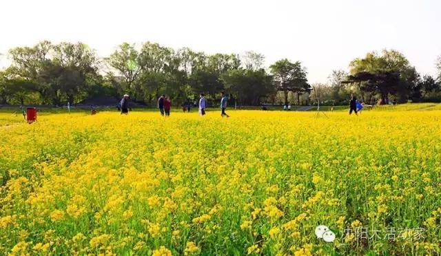 沈阳周边有什么踏青的好地方,沈阳野餐露营的好地方
