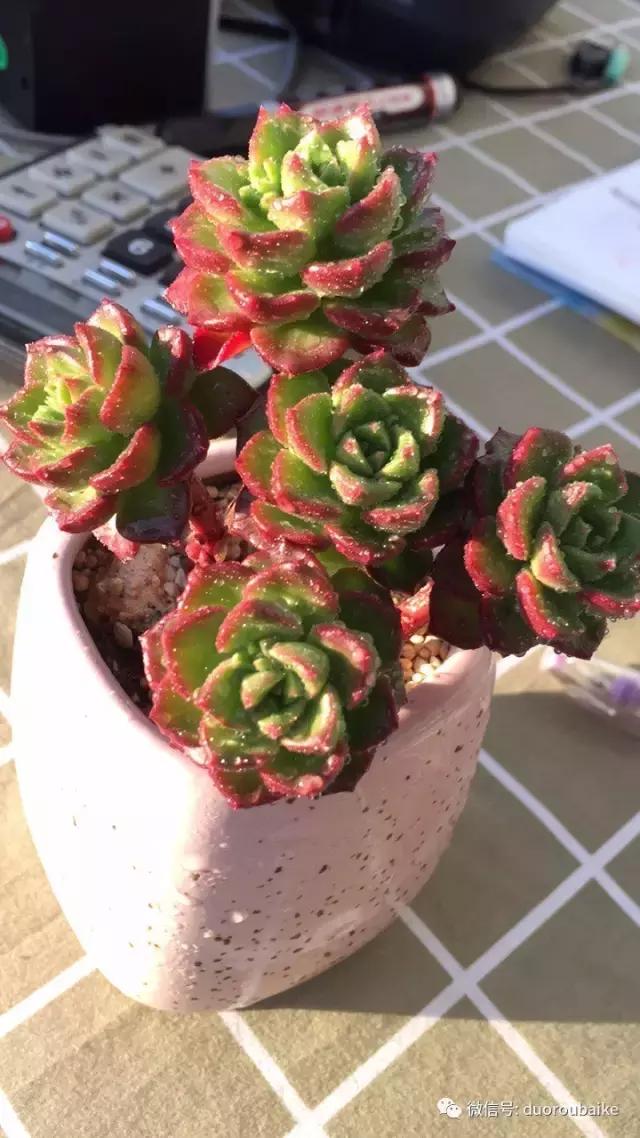 一入肉坑深似海下一句,一入肉坑深似海