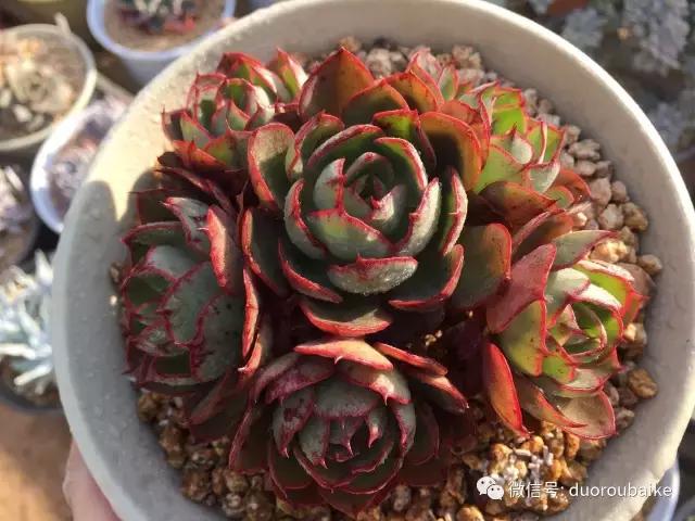 一入肉坑深似海下一句,一入肉坑深似海