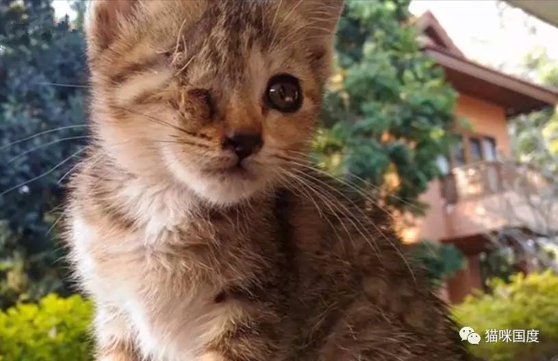 拯救受伤的流浪小猫,拯救眼瞎的小猫