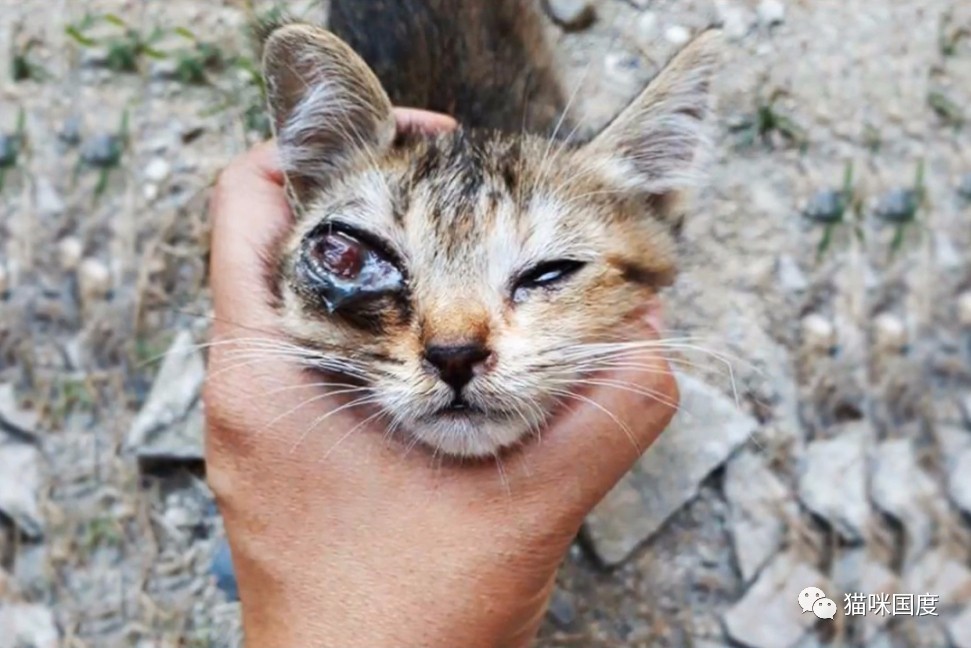 拯救受伤的流浪小猫,拯救眼瞎的小猫