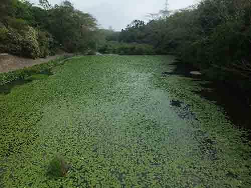 深圳的东湖公园怎么样,深圳市东湖公园