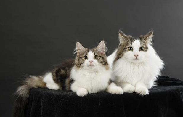 盘点那些最厉害的猫咪,最受欢迎的猫咪品种排行榜前十名