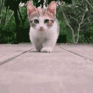 盘点那些最厉害的猫咪,最受欢迎的猫咪品种排行榜前十名