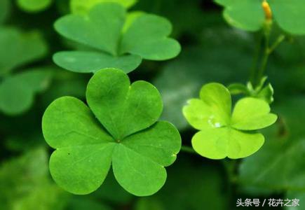 教你快速识别常见易混淆的花卉,教你辨别多种春季常见花