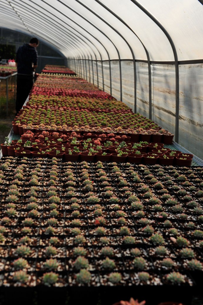 参观多肉基地,多肉探访