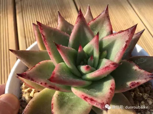 一入肉坑深似海下一句,一入肉坑深似海