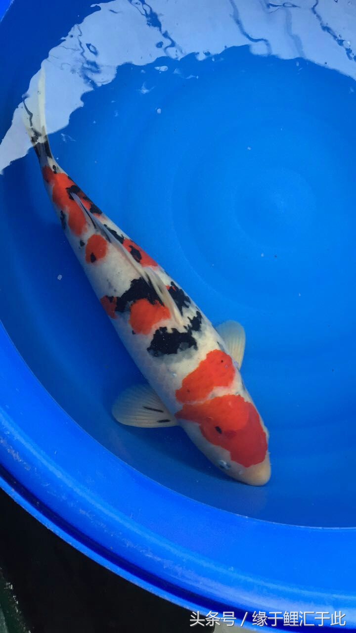 如何降低水的硬度和ph,怎样降低鱼缸水的硬度