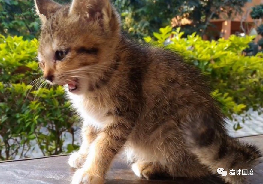 拯救受伤的流浪小猫,拯救眼瞎的小猫