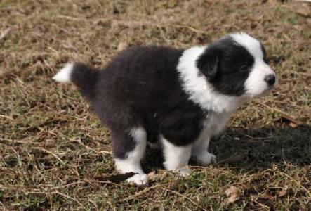 道格训犬,如何训练狗狗定点大小便成年犬