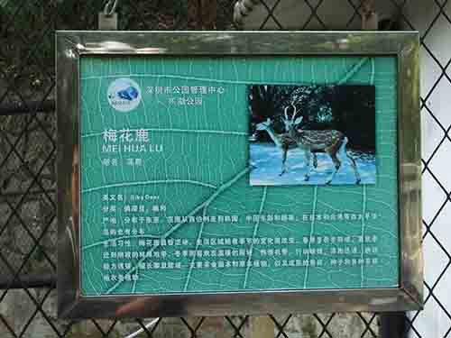 深圳的东湖公园怎么样,深圳市东湖公园