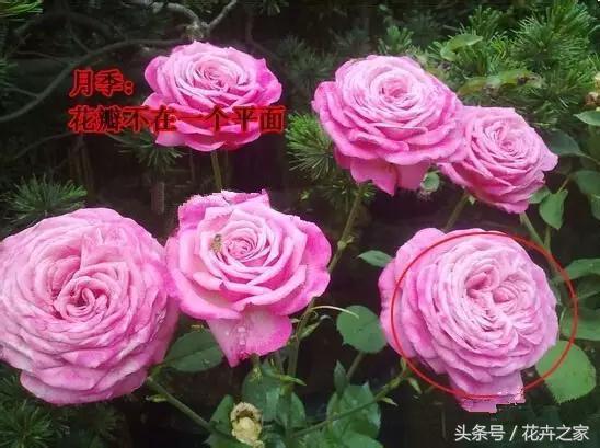 教你快速识别常见易混淆的花卉,教你辨别多种春季常见花