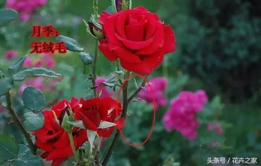 教你快速识别常见易混淆的花卉,教你辨别多种春季常见花