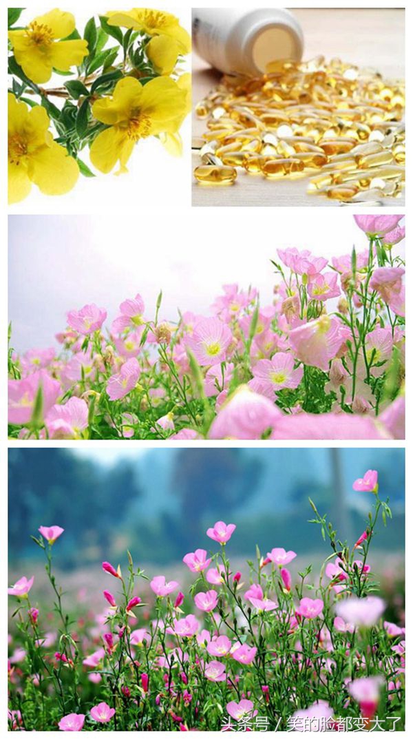 沐浴美人的魔法，月见草