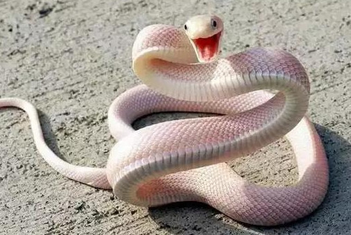 夜里路上兔子拦路被撞死,晚上开车遇见蛇过路蛇被打死