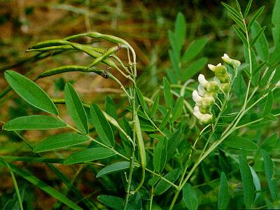 中草药怎么熬,中草药名字
