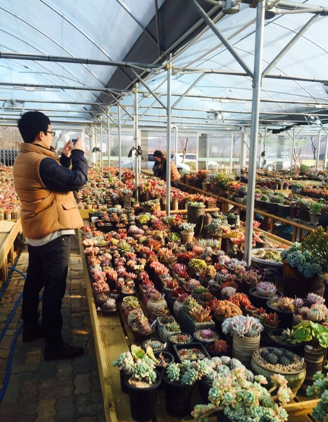 参观多肉基地,多肉探访