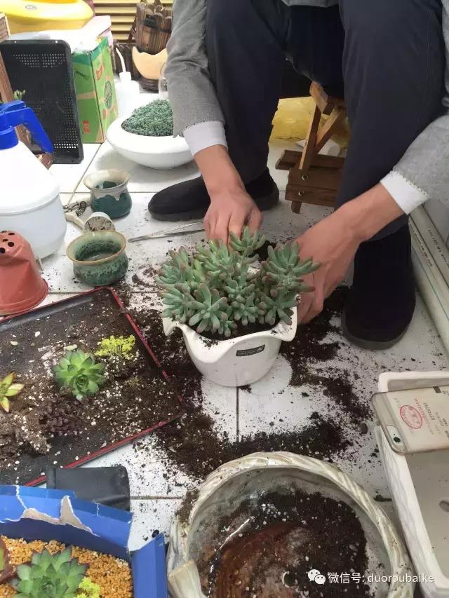 一入肉坑深似海下一句,一入肉坑深似海