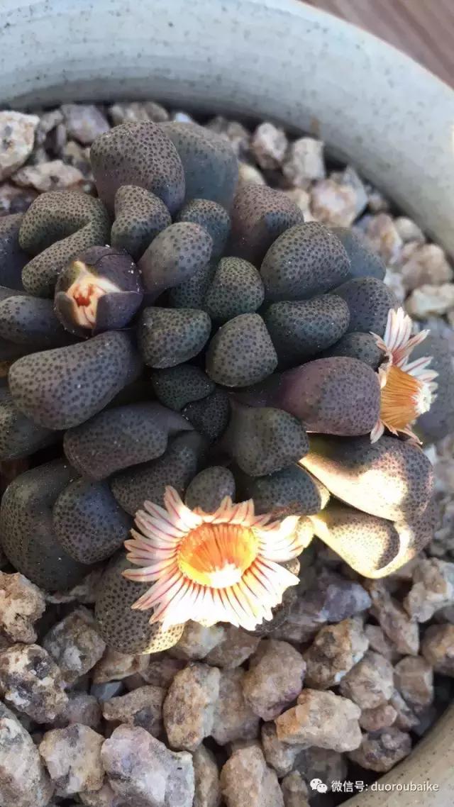 一入肉坑深似海下一句,一入肉坑深似海