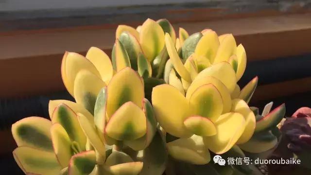 一入肉坑深似海下一句,一入肉坑深似海