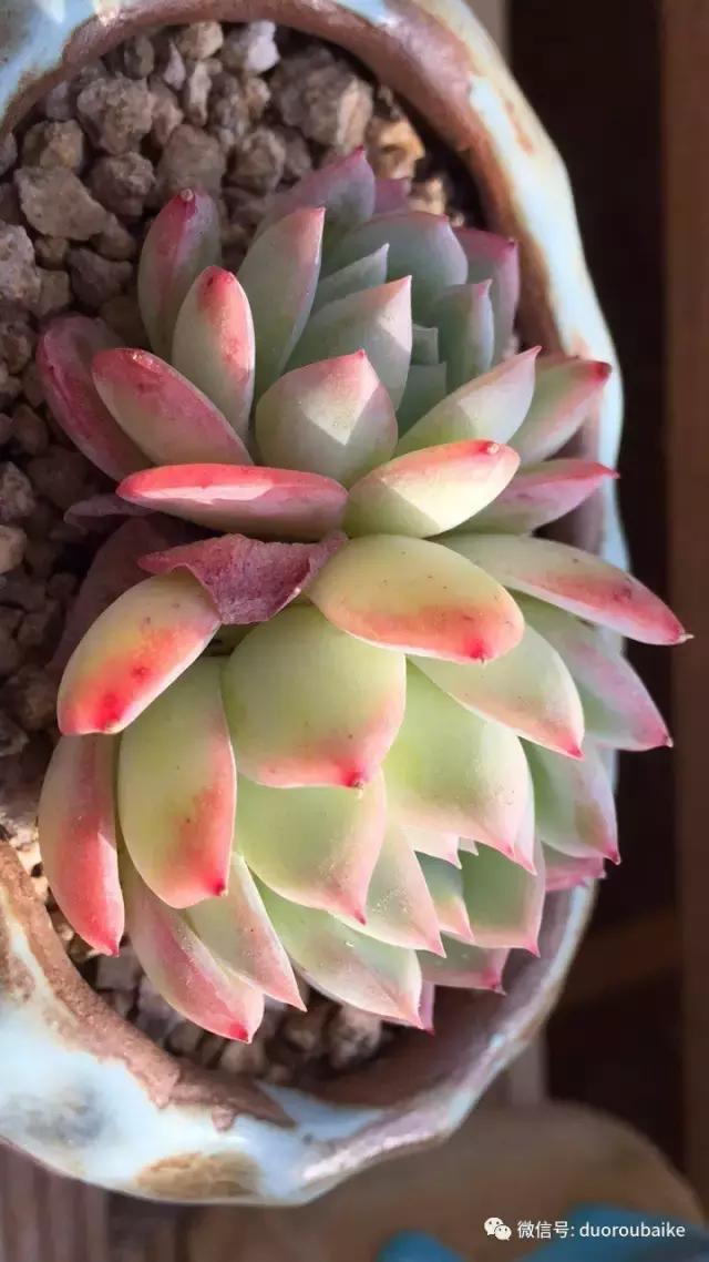 一入肉坑深似海下一句,一入肉坑深似海