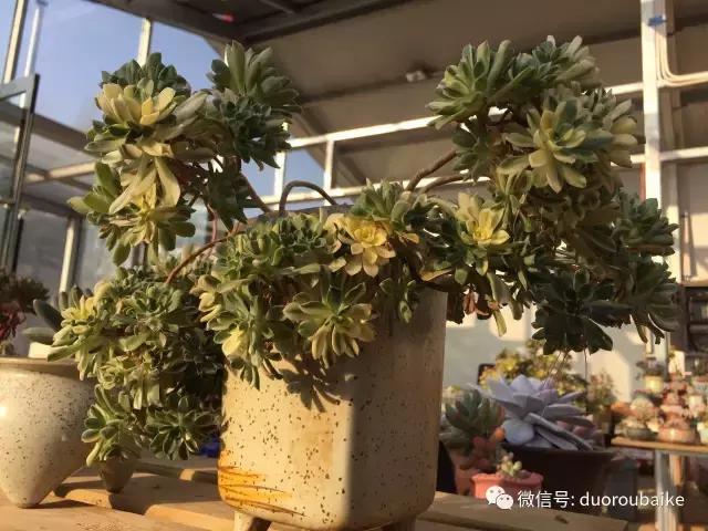 一入肉坑深似海下一句,一入肉坑深似海