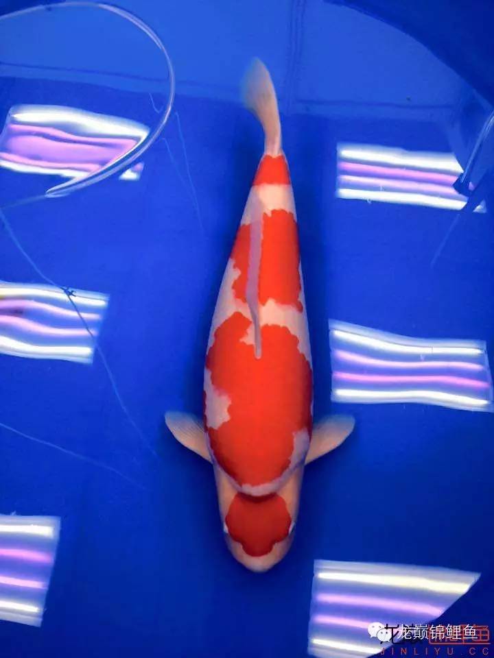 巨鲤手感如何,怎么选巨鲤