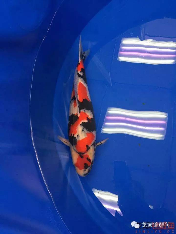 巨鲤手感如何,怎么选巨鲤