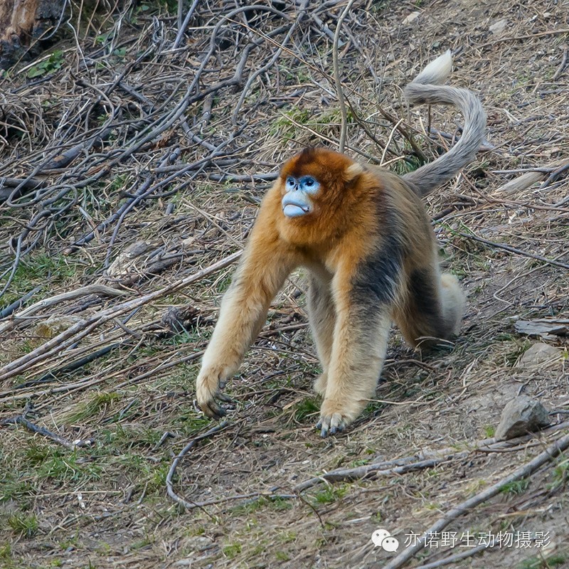 猴年祝福语金猴,第150话