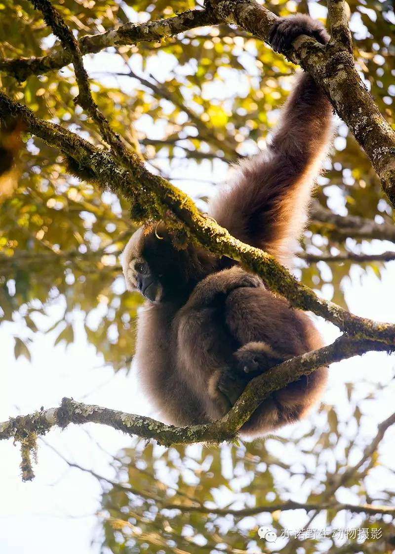 猴年祝福语金猴,第150话