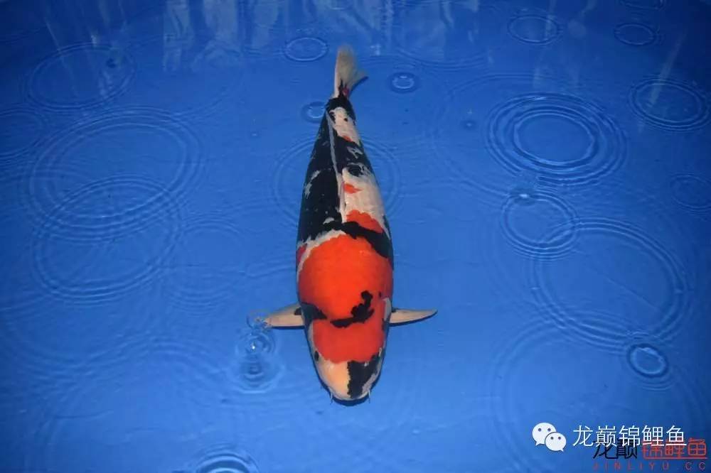 巨鲤手感如何,怎么选巨鲤