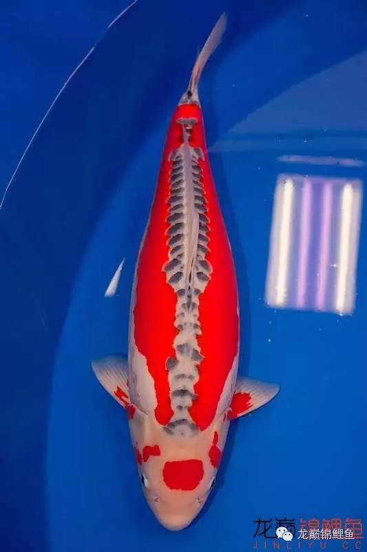 巨鲤手感如何,怎么选巨鲤