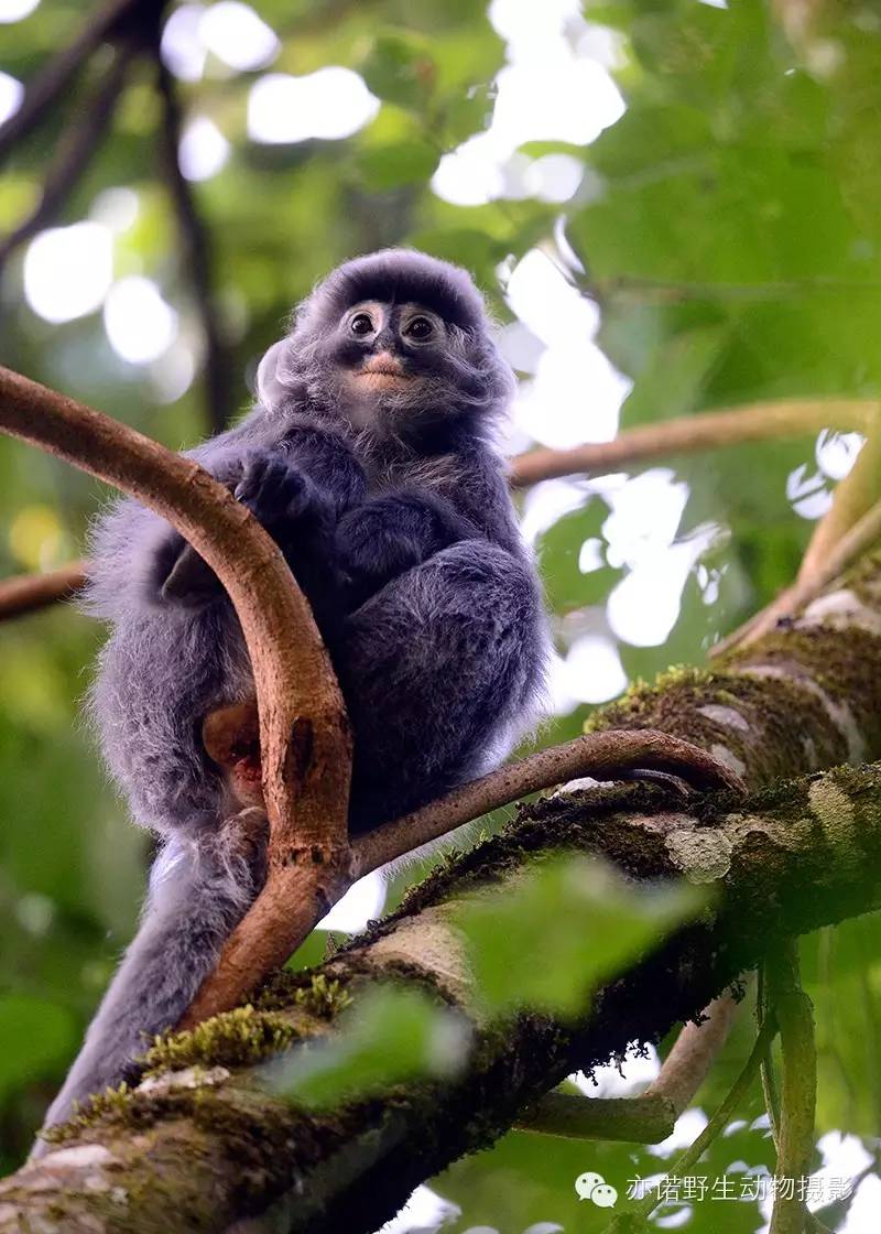 猴年祝福语金猴,第150话