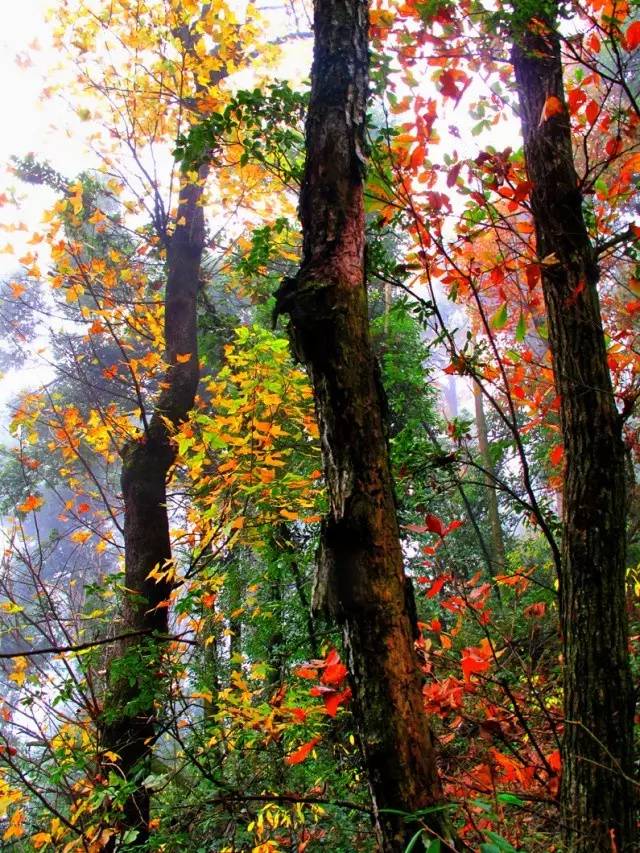 大茅山丨我们不只是红