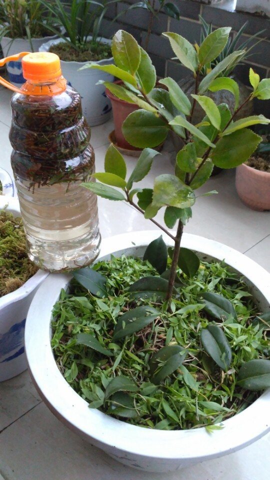 自制的柳树生根剂最多能用多久,新鲜的柳树枝可以做生根水吗