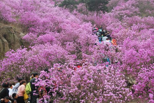 春暖花开人间四月天春游好去处,清明青岛市内赏花好去处