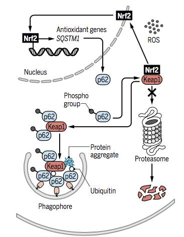 自噬中常涉及的信号通路,自噬的信号通路