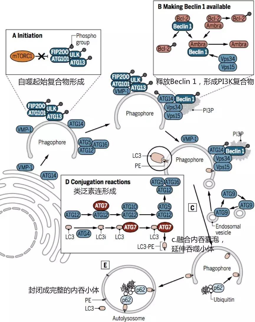 自噬中常涉及的信号通路,自噬的信号通路