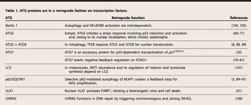 自噬中常涉及的信号通路,自噬的信号通路