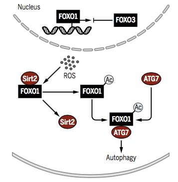 自噬中常涉及的信号通路,自噬的信号通路