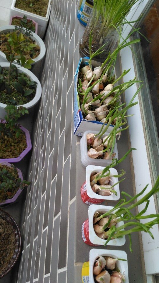 自制的柳树生根剂最多能用多久,新鲜的柳树枝可以做生根水吗