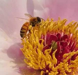 过敏性鼻炎又犯了？常喝这个很管用！