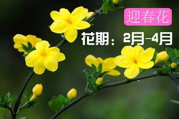 贵州看花好去处推荐,贵州春天哪里的花最美
