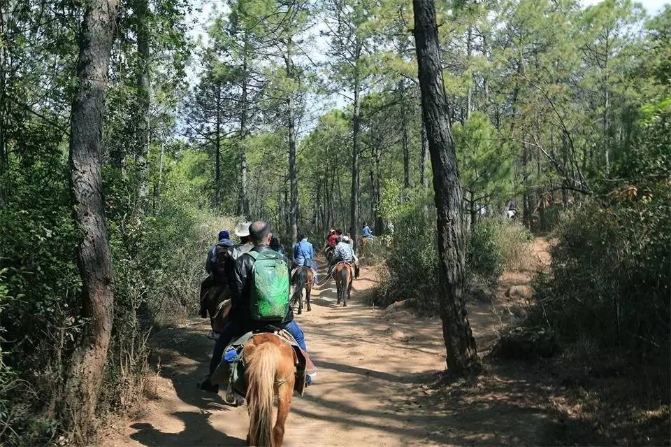 拉市海茶马古道人在旅途,拉市海骑马古道马帮