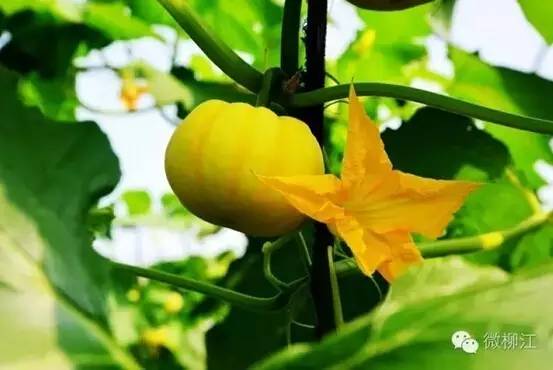 柳州柳江最美的风景区,柳州市柳江区旅游景点排名