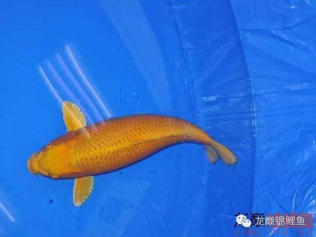 巨鲤手感如何,怎么选巨鲤