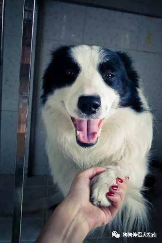 边牧最容易得什么病,边牧咬人手怎么纠正