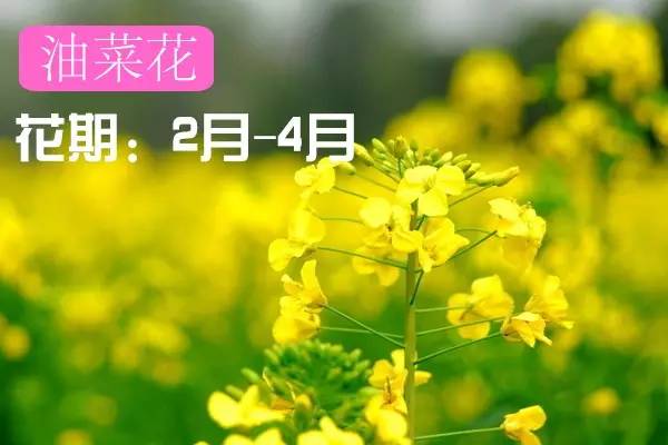 贵州看花好去处推荐,贵州春天哪里的花最美